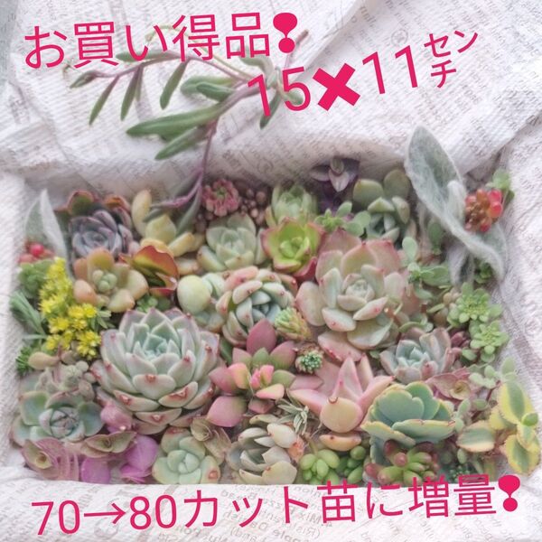 お買い得品! 色鮮やかな18品種エケベリア入りのぜダムの詰め合わせ カット苗 おまけ付き!
