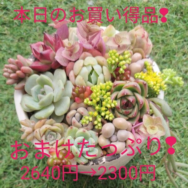 エケベリア10カット入りとセダムの寄せ植え カット苗 おまけたっぷり付き!