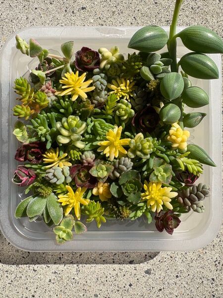 セダム寄せ植えカット苗