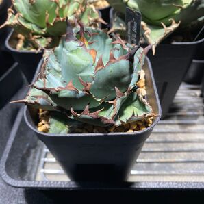 アガベ チタノタ BB ブラックアンドブルー agave