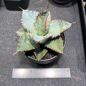 アガベ チタノタ ブルー 実生 1年5ヶ月 agave titanota blue botanize