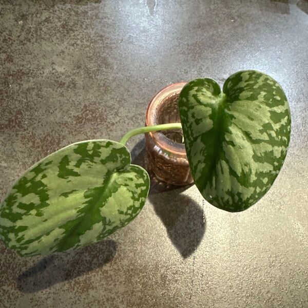スキンダプサス 観葉植物