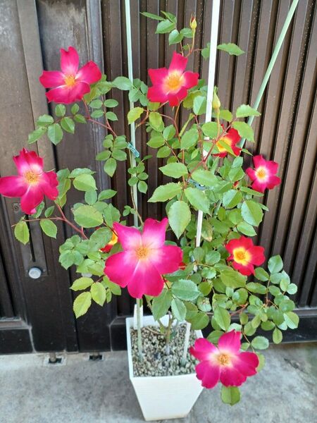 薔薇 バラ 苗☆つるバラ☆カクテル☆四季咲き!