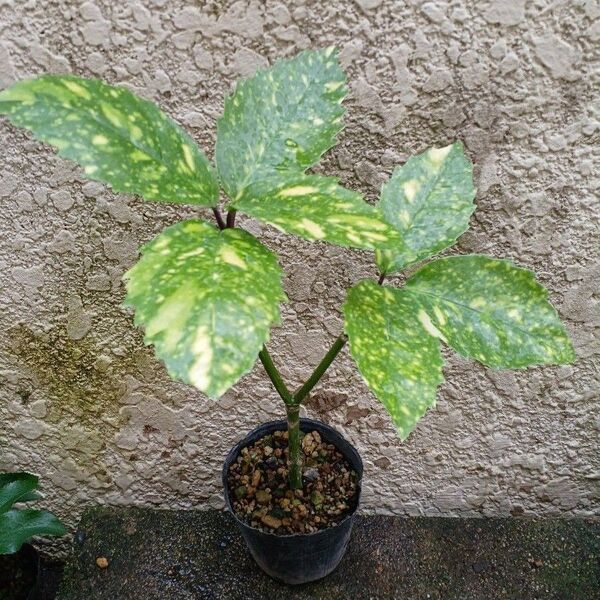 アオキ 苗☆常緑樹☆斑入り☆スターダスト☆二股
