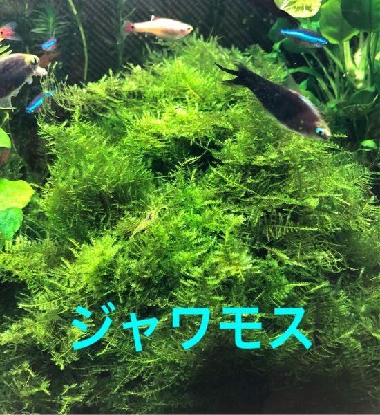 ジャワモス 無農薬 シュリンプ可