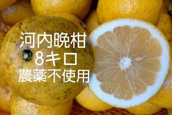 河内晩柑 8キロ 農薬不使用 熊本県天草産