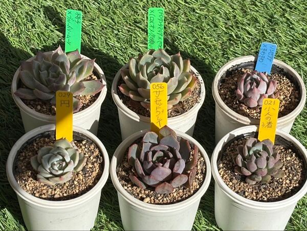 12APR02 多肉植物 6個セット