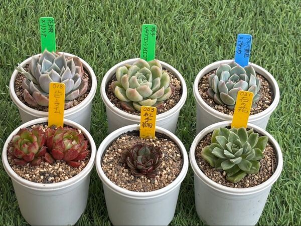 13APR02 多肉植物 6個セット