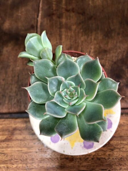 多肉植物 寄せ植え マーガレットレッピン 多肉植物