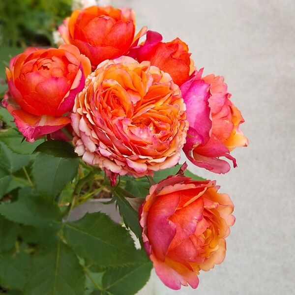 オレンジ バラ 苗 薔薇