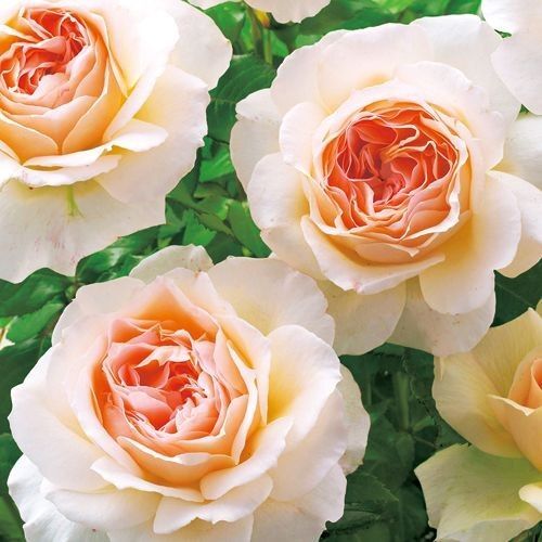 アプリコット バラ 苗 薔薇 強香品種