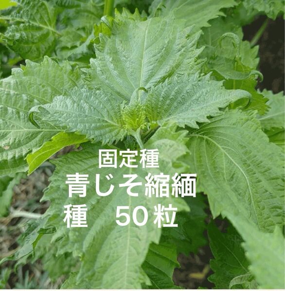 固定種 青じそ 大葉 青紫蘇縮緬 50粒 野口種苗 国内採種品 無消毒種子