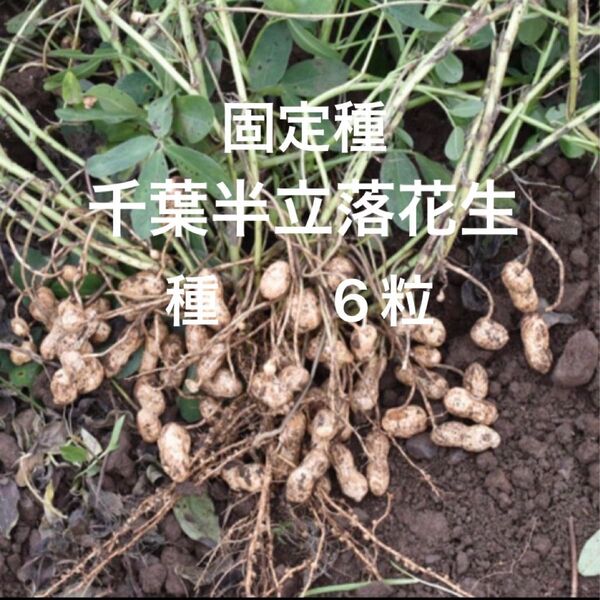 千葉半立落花生の種 6粒 極上手むき種子 固定種 野口種苗 大粒種 国内採種品 野菜の種 家庭菜園