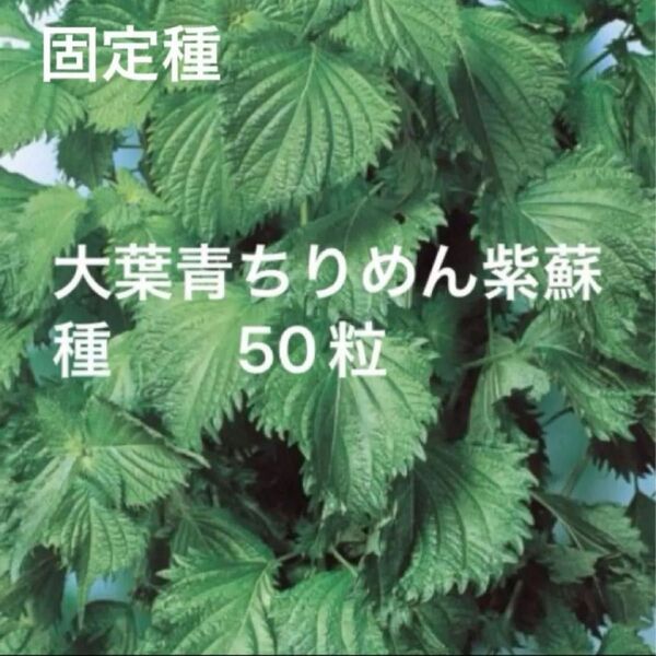 青紫蘇縮緬種 50粒 青じそ大葉 固定種 野口種苗 国内採種品 無消毒種子 家庭菜園 野菜の種