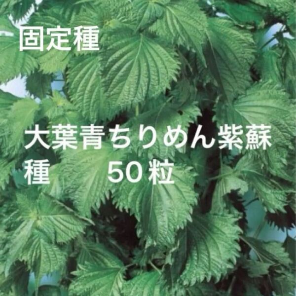 青紫蘇縮緬種 50粒 青じそ大葉 固定種 野口種苗 国内採種品 無消毒種子 家庭菜園 野菜の種