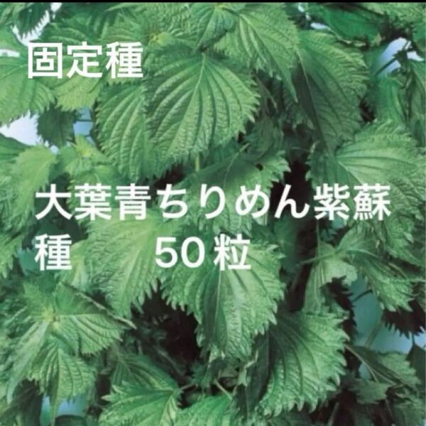 青紫蘇縮緬種 50粒 青じそ大葉 固定種 野口種苗 国内採種品 無消毒種子 家庭菜園 野菜の種
