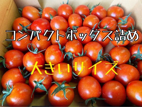 宮崎県産 完熟ミニトマト 大850g