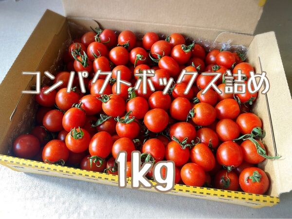 宮崎県産 完熟ミニトマト 1kg
