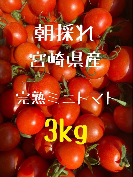 宮崎県産 完熟ミニトマト 3kg