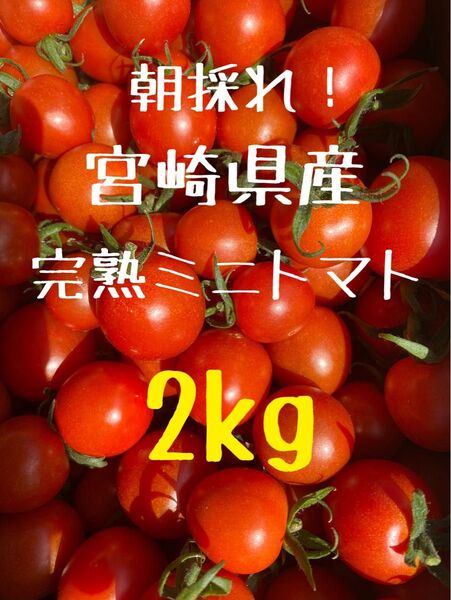 宮崎県産 完熟ミニトマト 2kg