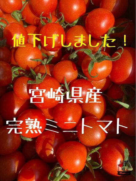 宮崎県産 完熟ミニトマト 1kg