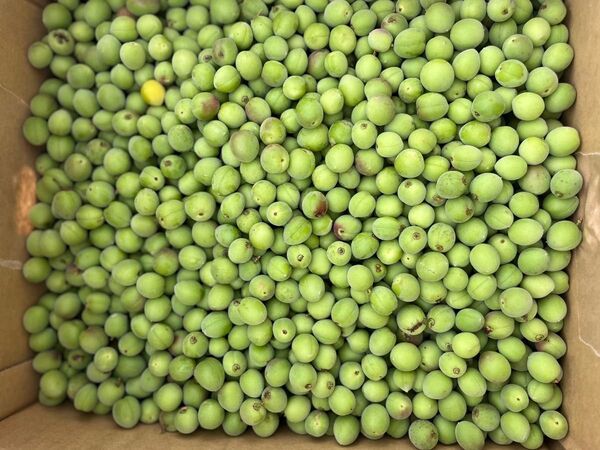奈良県産 小梅20kg 10kg単位のバラ売可能