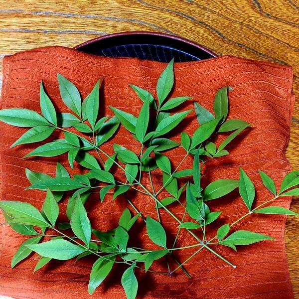 南天の葉 20cm 前後 30枚 飾り つまもの 無農薬 無消毒 縁起物