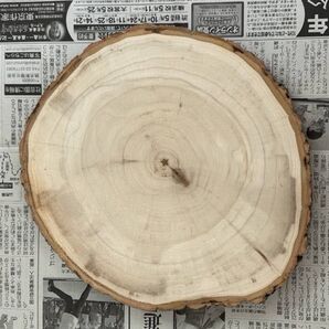 桐 切り株 丸太 輪切り 木材 木 アレンジ DIY アウトドア インテリア 雑貨 置き台 ハンドメイド 訳あり 円形