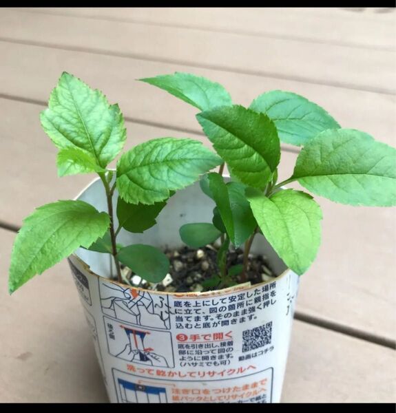 ふじ りんご 実生苗 2本