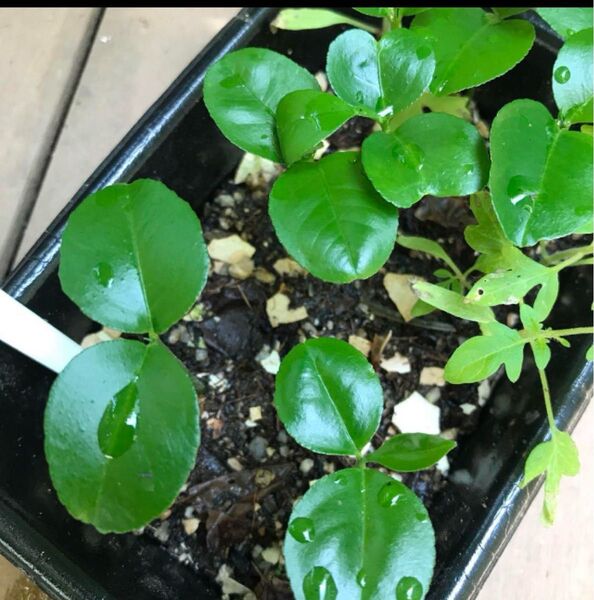 柑橘類 はっさく 3本セット