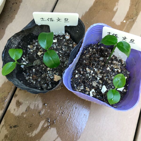 土佐文旦 幼苗 抜き苗 2本セット