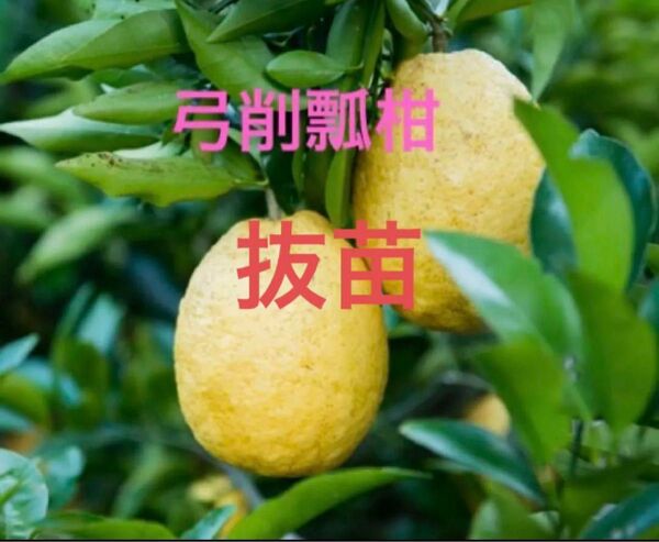 弓削瓢柑の抜き苗 2本セット