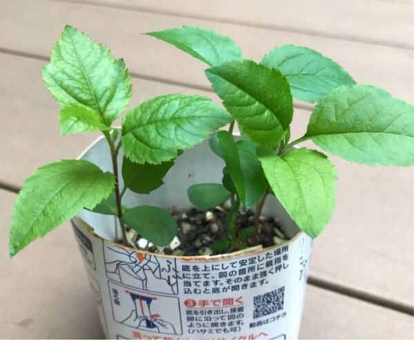 ふじ りんご 実生苗 2本