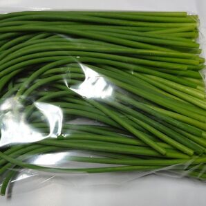 期間限定 長崎県産 ニンニクの芽 500g