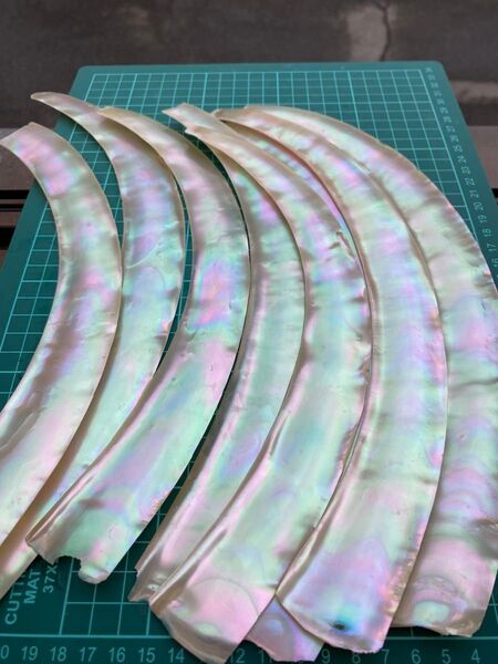 夜光貝 スライス 2枚セット 特大サイズ 30cm前後 螺鈿細工 ハンドメイド ハンドクラフト 素材