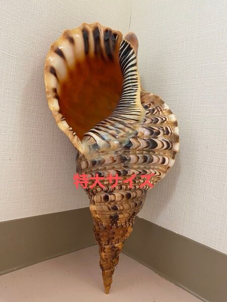 法螺貝 ホラ貝 特大サイズ 39cm前後 800g以上 おまけ付き 新鮮なホラ貝 アバロン貝のボールペンおまけ付き