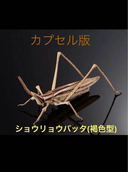 いきもの大図鑑アドバンス 褐色型 ショウリョウバッタ 生物 ガチャガチャ