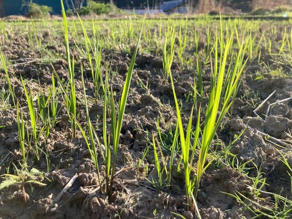 原生種 真菰(まこも)の新芽 苗3本