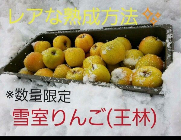 数量限定 氷温冷蔵 王林 家庭用3kg
