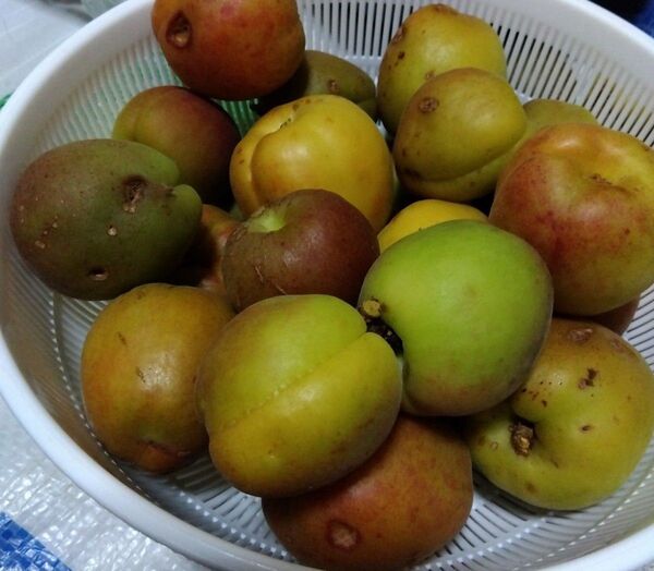 訳あり 採りたて 福岡県産 杏 あんず アンズ 1kg 農家直送 農薬不使用