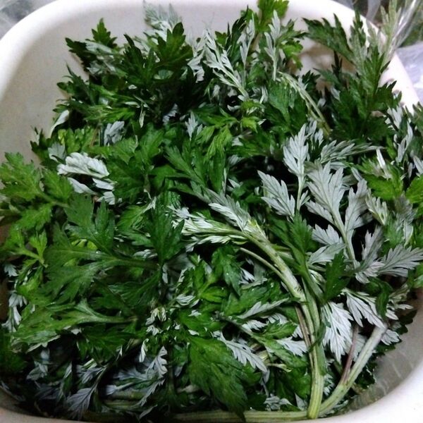 沢山はえたのでワンコイン 福岡県産 よもぎ 蓬 ヨモギ ネコポス入るだけ 農家直送 農薬不使用