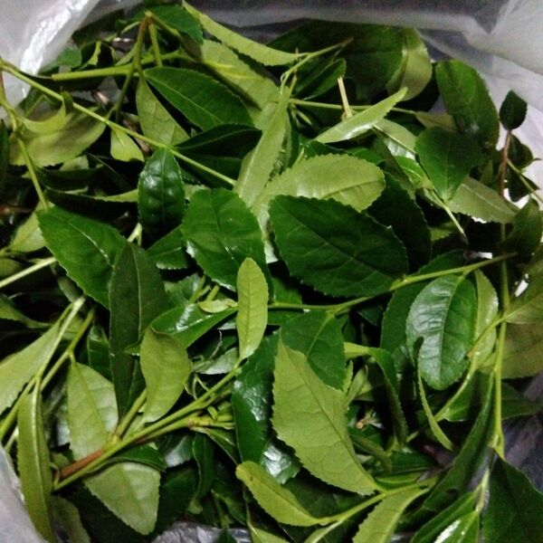 茶葉 お茶の葉 新芽 200g 農家直送 農薬不使用