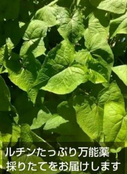 ★ お試し価格ワンコイン★採りたて シャクチリソバ ネコポス入るだけ 農家直送 農薬不使用