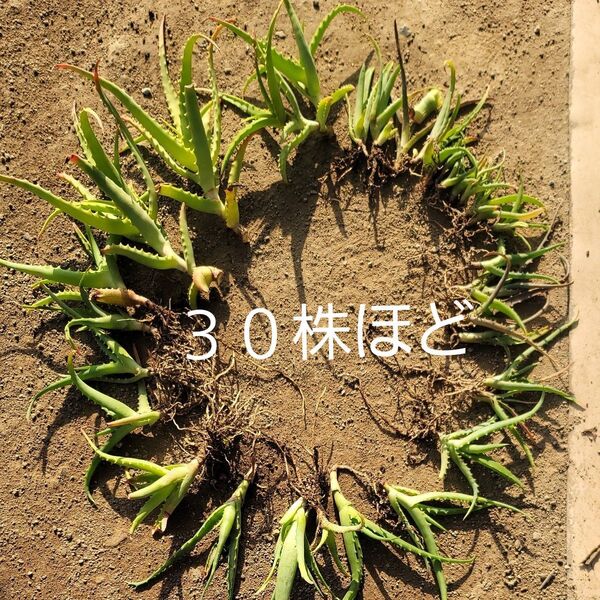 キダチアロエ 抜き苗&カット苗 30本前後 医者いらず 多肉植物 箱ぎゅうぎゅう詰め
