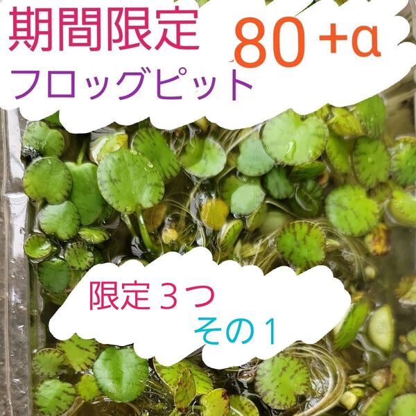 フロッグピット 80+α アマゾン ドワーフ 水草 浮草 限定3つ その1