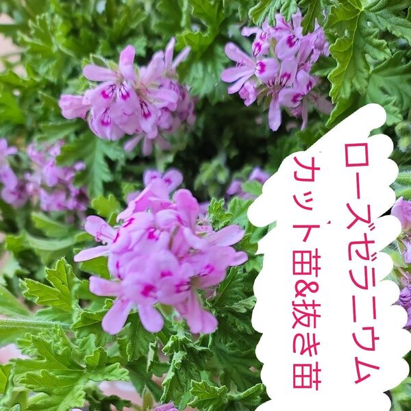ローズゼラニウム カット苗20本+抜き苗1本 カレンソウ 虫除け