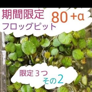 フロッグピット 80+α 限定3その2 アマゾン ドワーフ 水草 浮き草