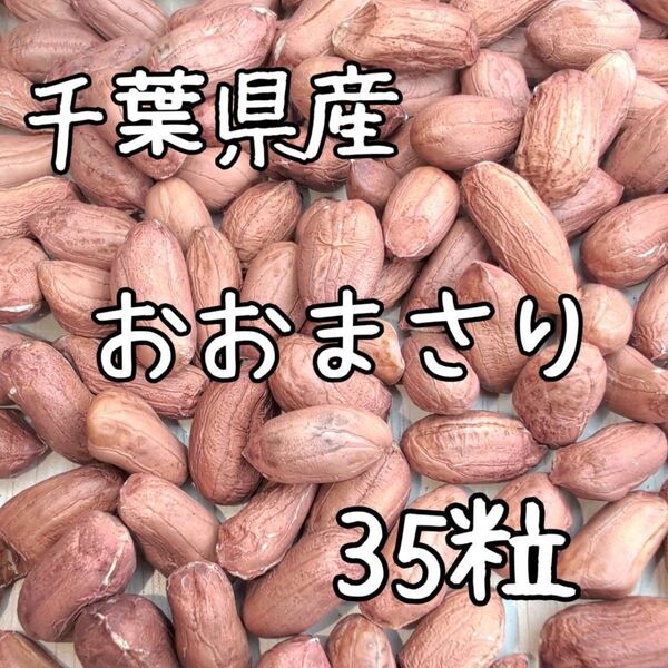 千葉県産 おおまさり 乾燥生落花生 35粒
