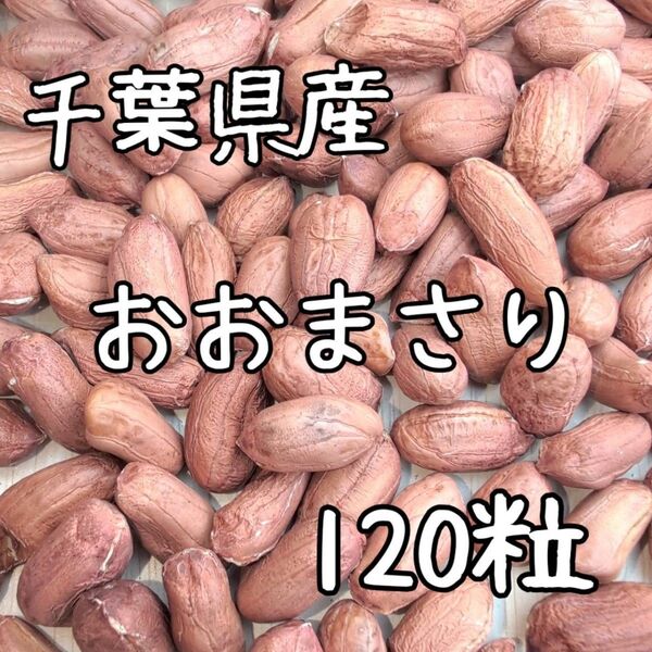 千葉県産 おおまさり 乾燥生落花生 120粒