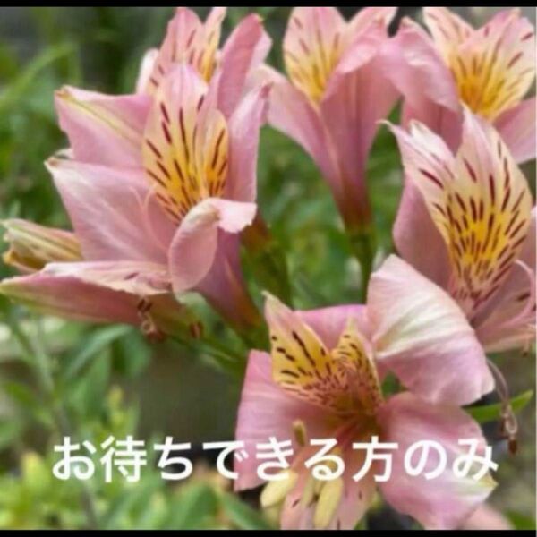 アリストロメリア ピンク 球根(根)長く伸びるタイプ お待ちできる方のみ